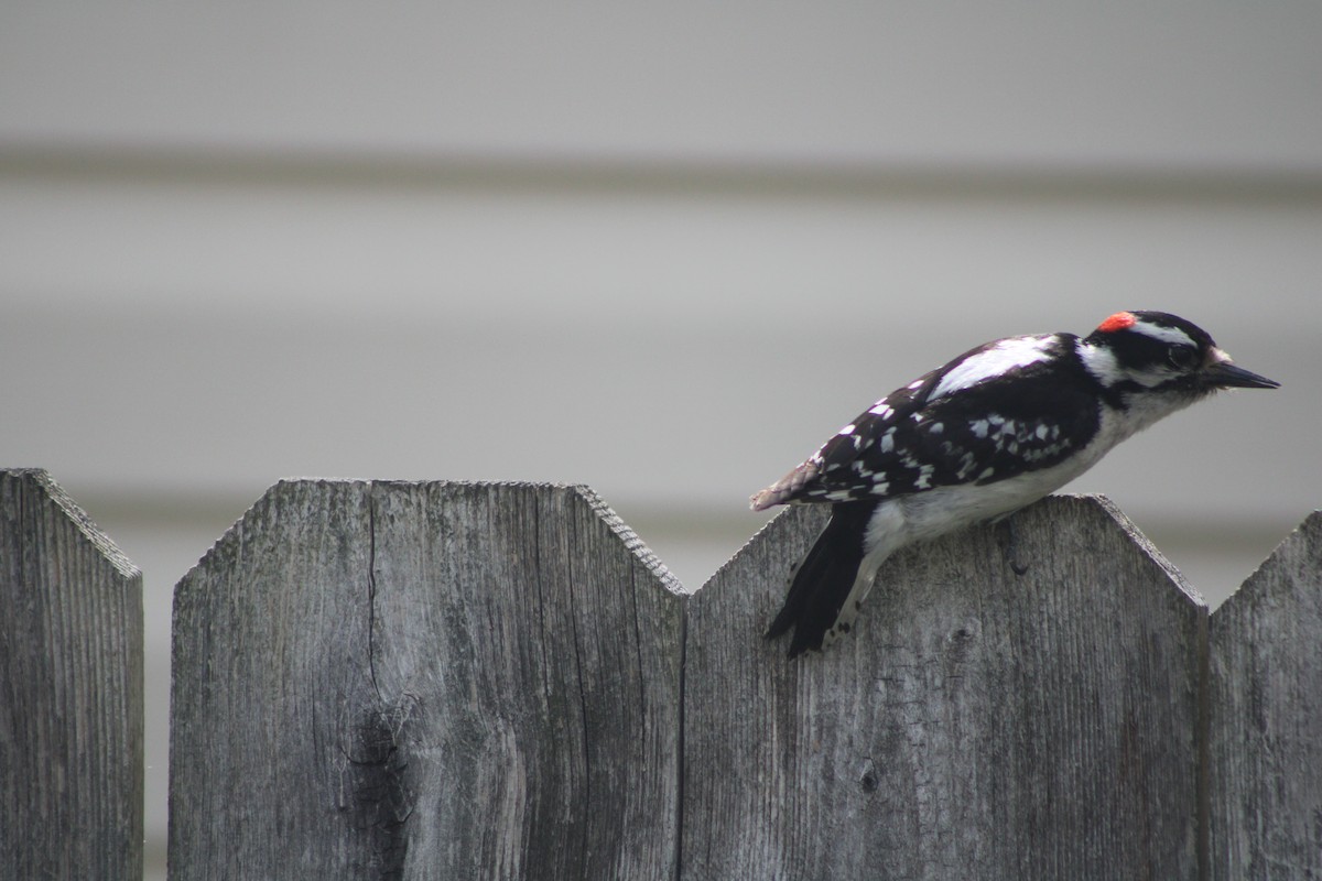 Hairy Woodpecker - ML618503049