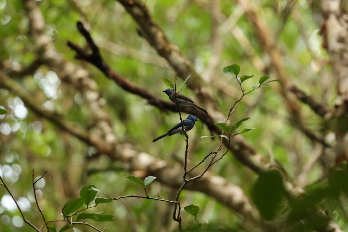 Black-naped Monarch - Andrey Plaksin