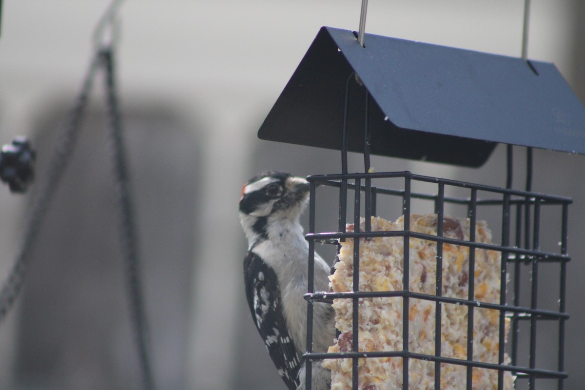 Hairy Woodpecker - ML618503075