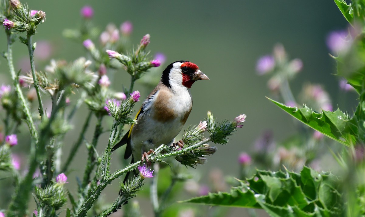 European Goldfinch - Onur Ekincioglu