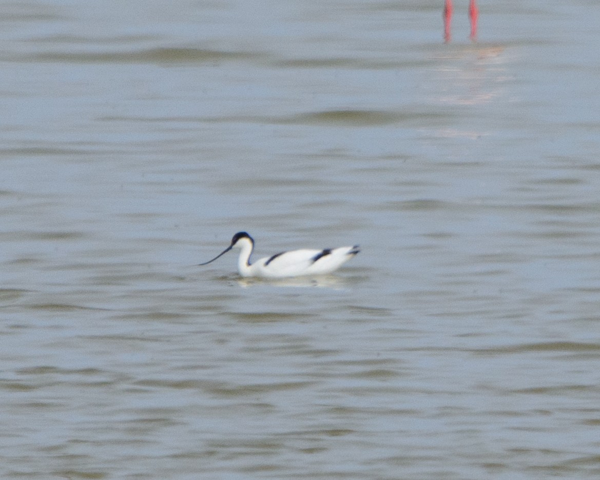 Avocette élégante - ML618503085