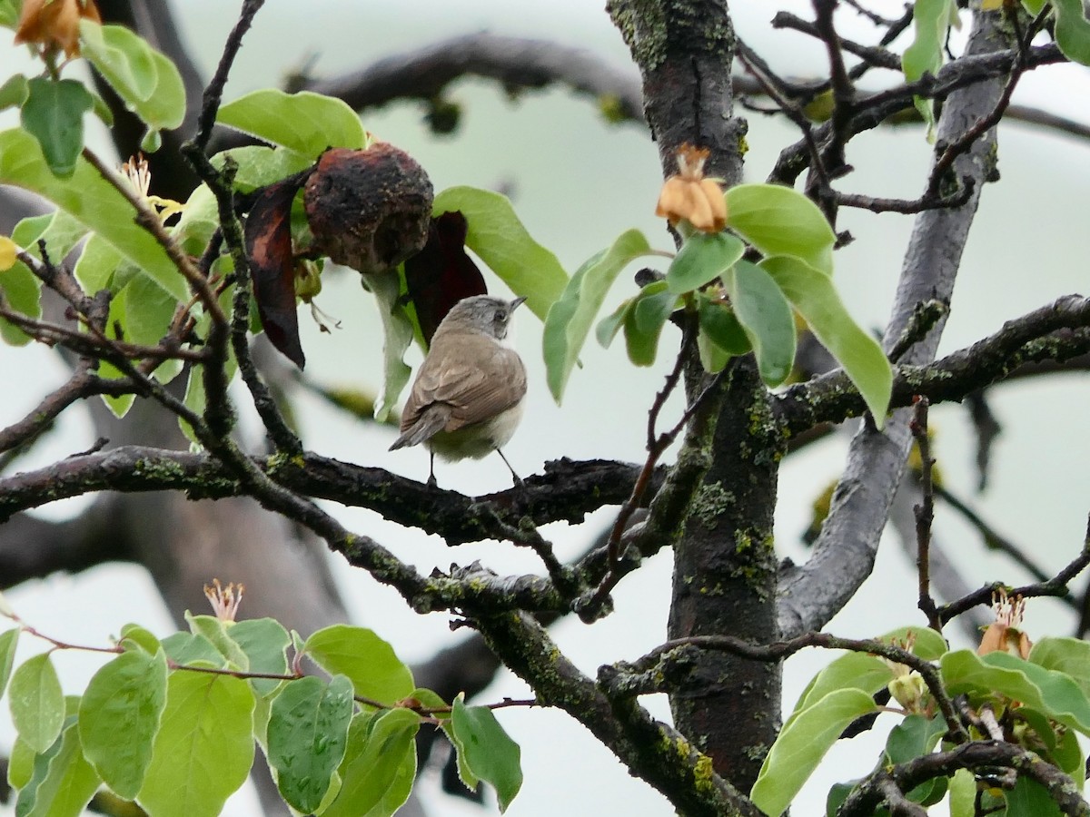 Lesser Whitethroat - ML618503106