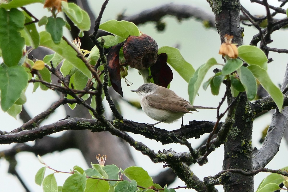 Lesser Whitethroat - ML618503107