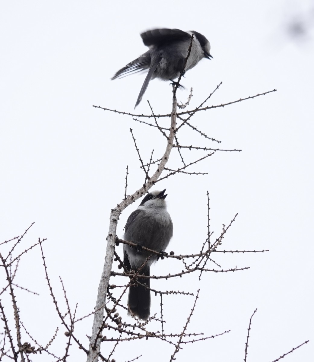 Canada Jay - ML618503120