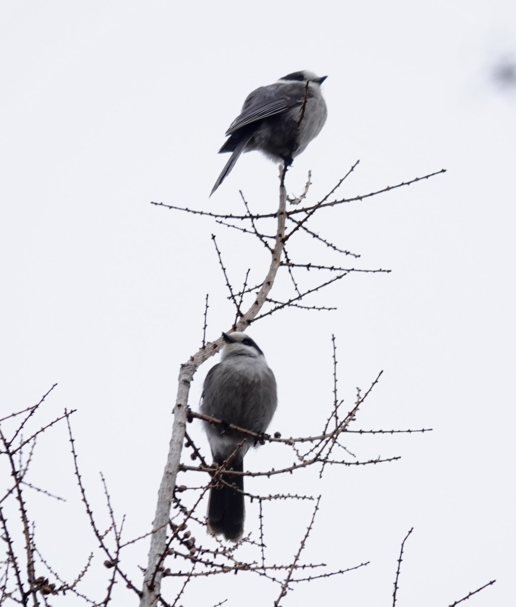 Canada Jay - ML618503121