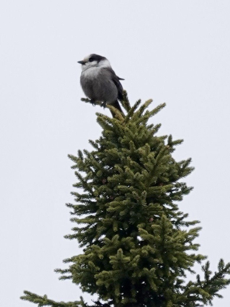 Canada Jay - ML618503122