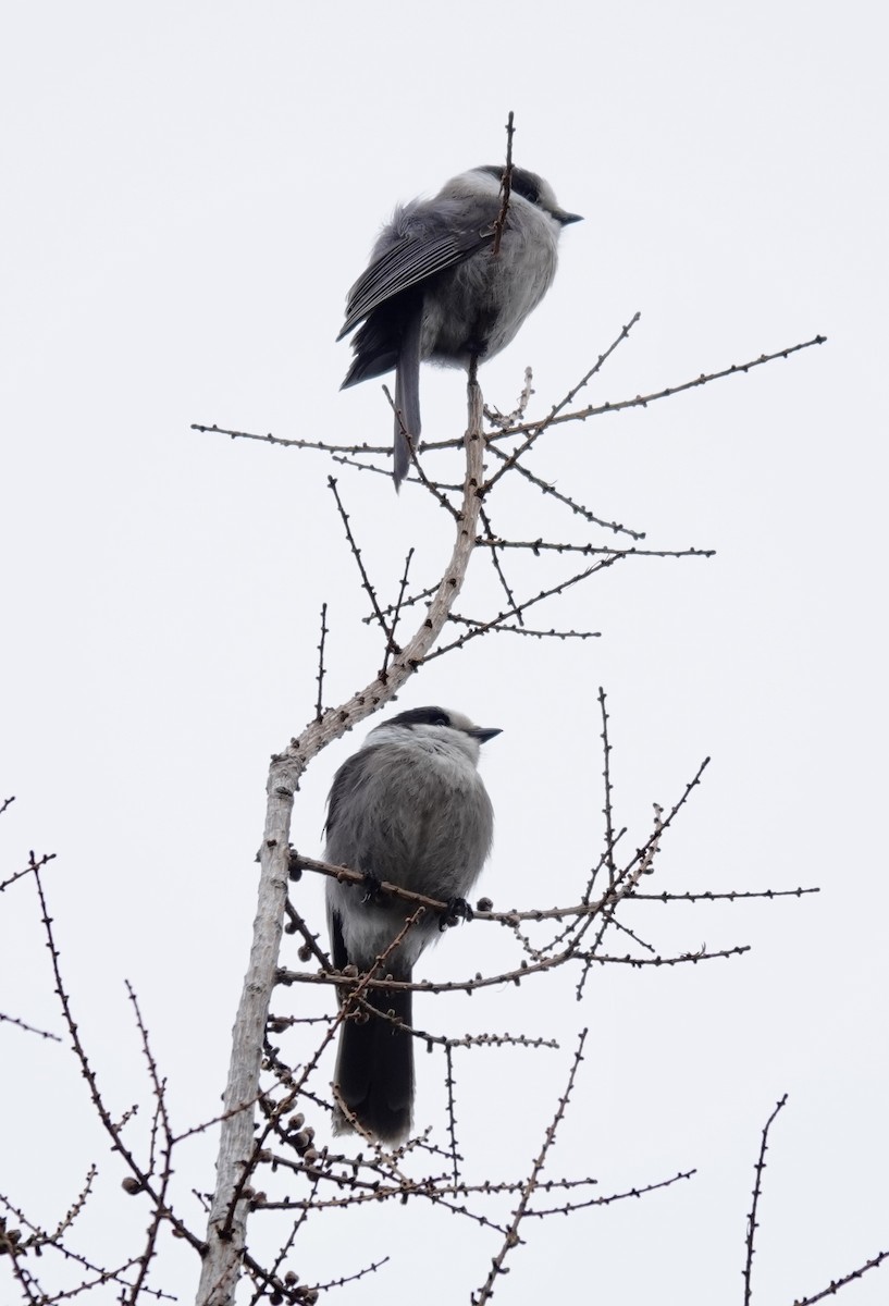 Canada Jay - ML618503123