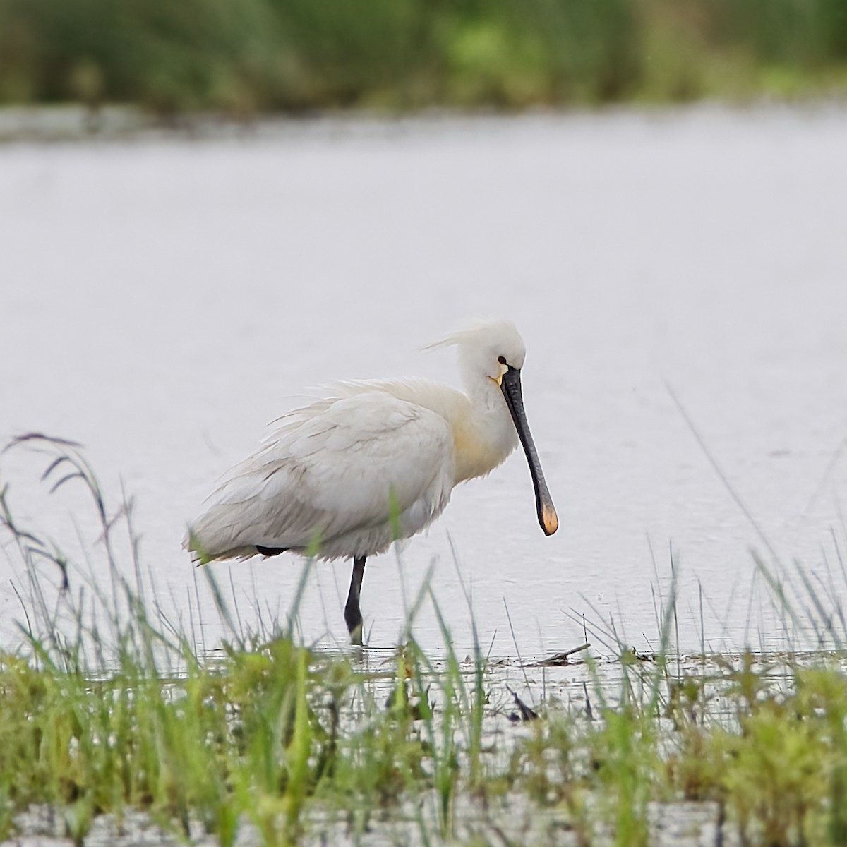 Eurasian Spoonbill - Prajeeth Chittappen Kandiyil