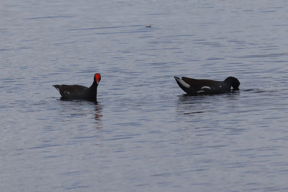 Common Gallinule - Eric Wolfe