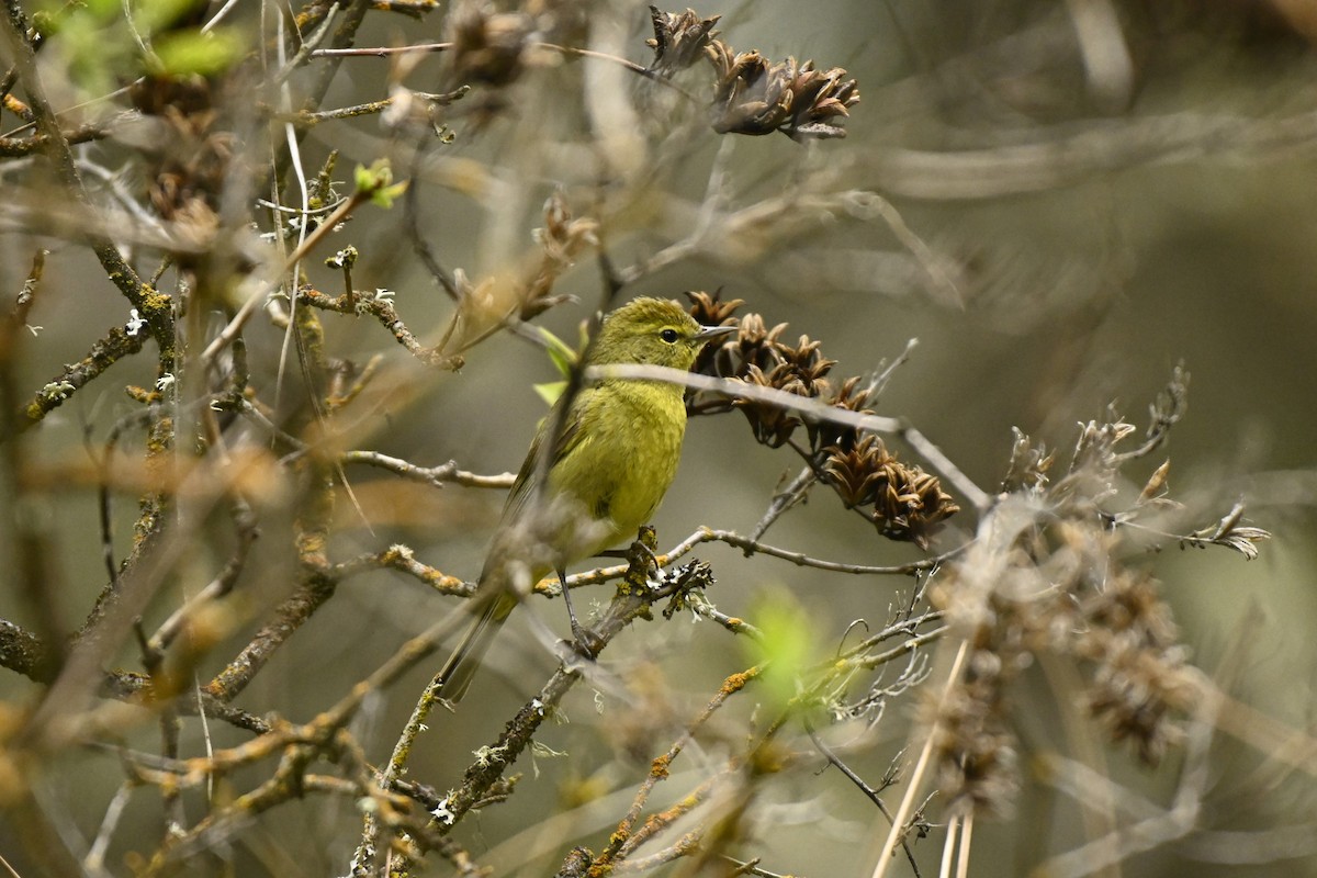 Orange-crowned Warbler - Cameron Heusser