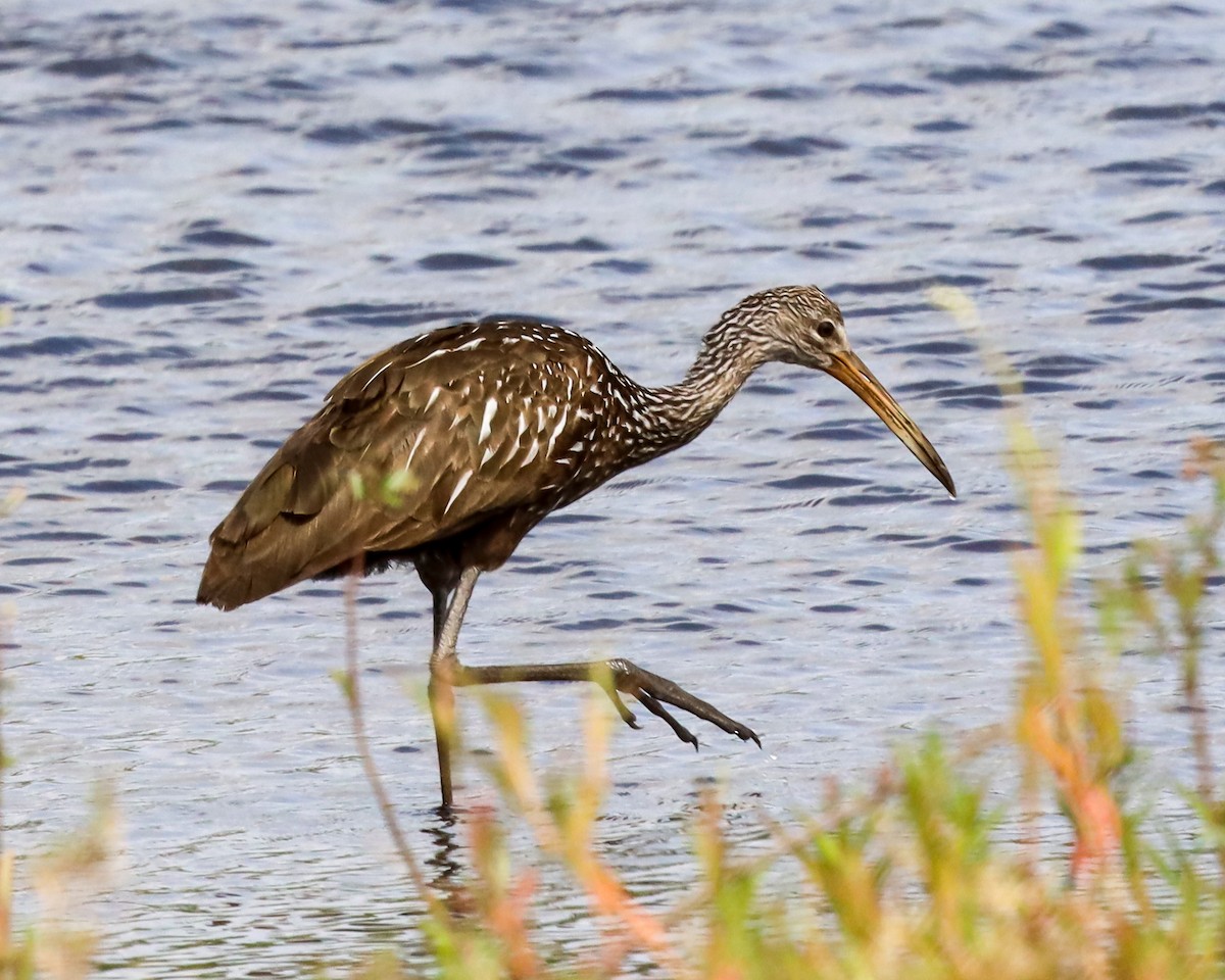 Limpkin - ML618503170