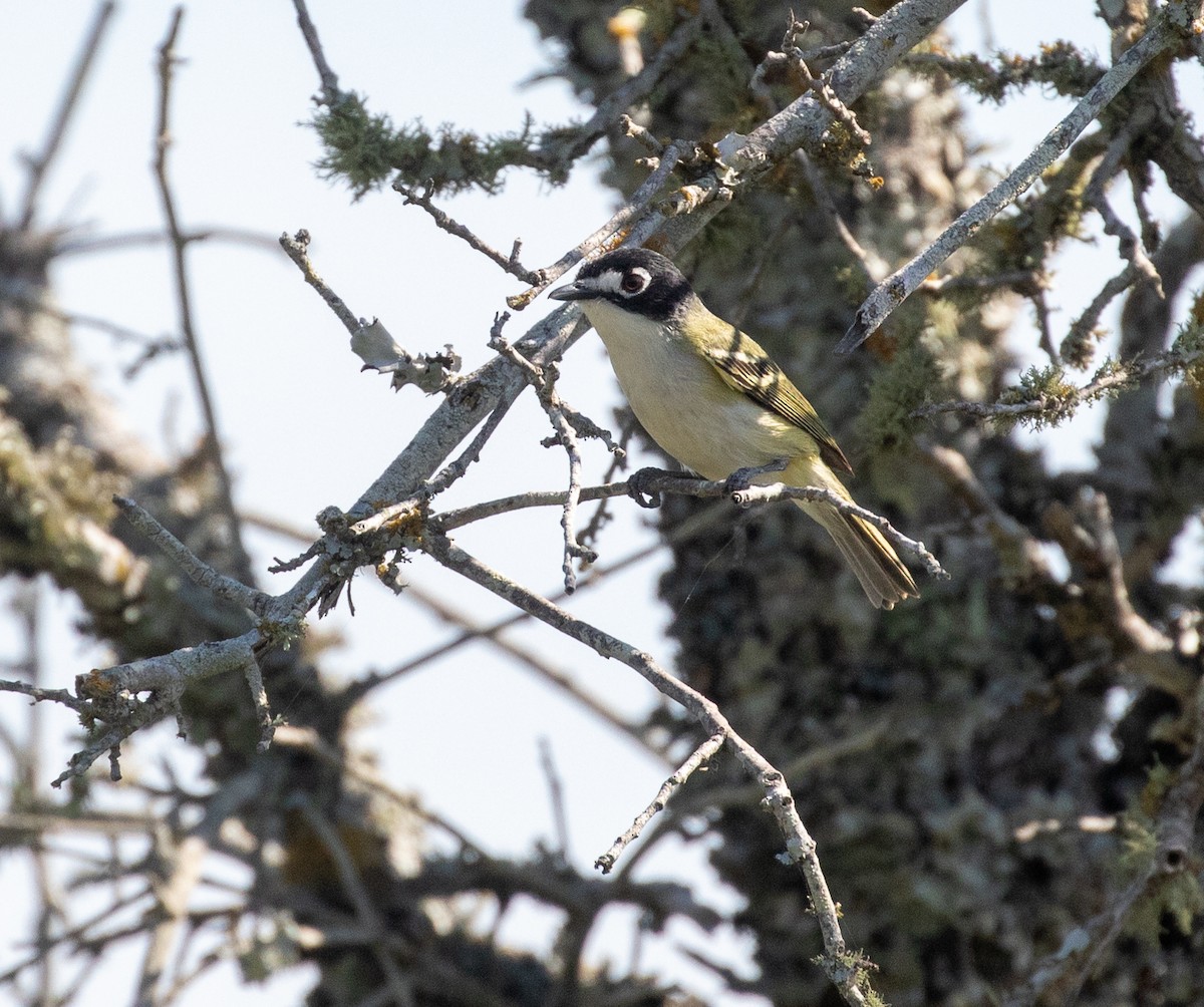 Black-capped Vireo - William Price