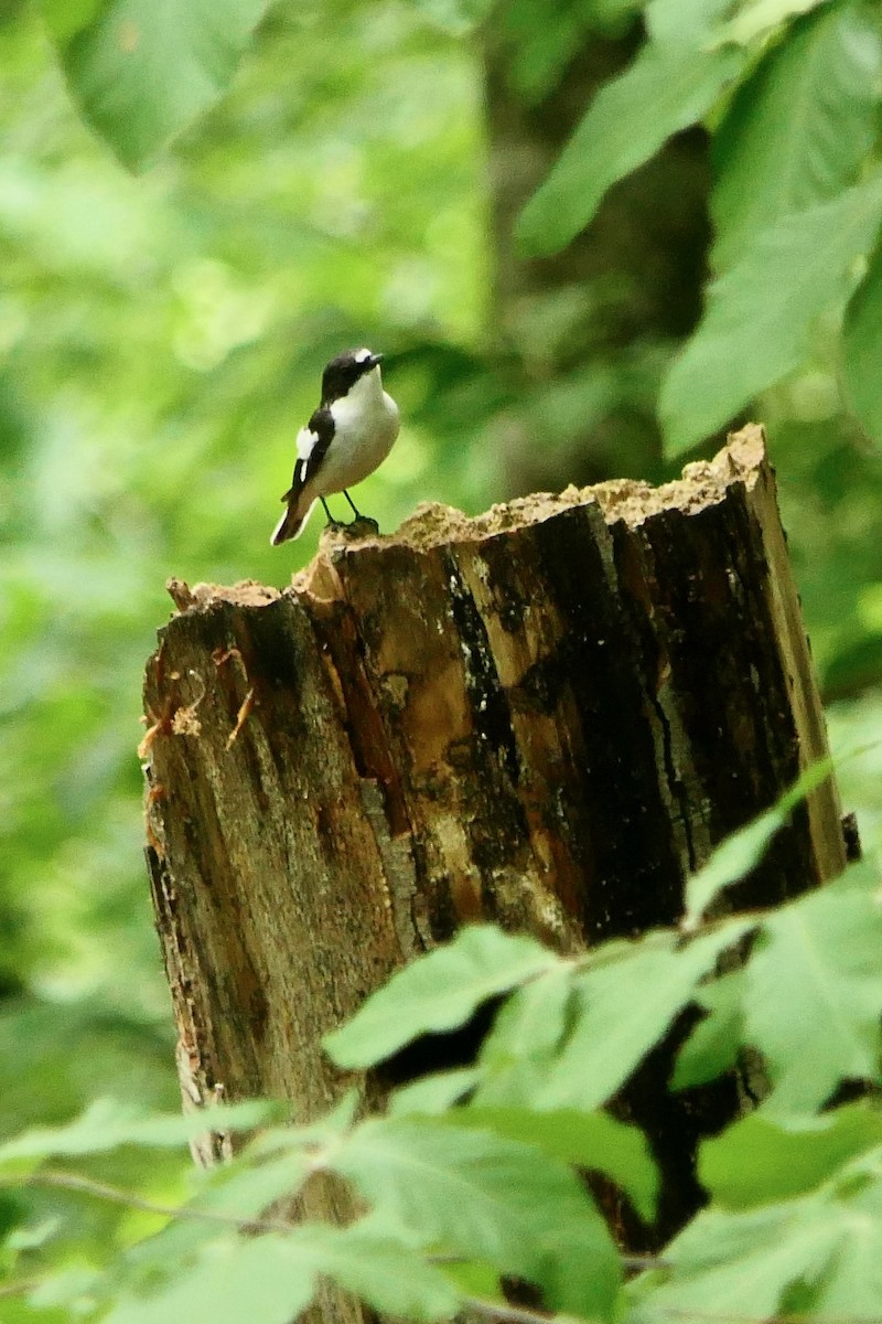 Semicollared Flycatcher - ML618503183