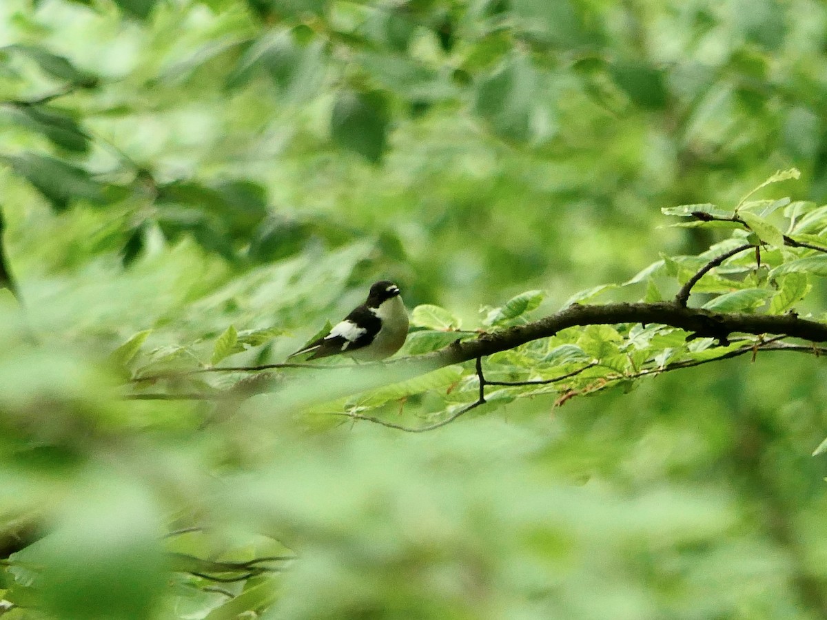 Semicollared Flycatcher - ML618503185