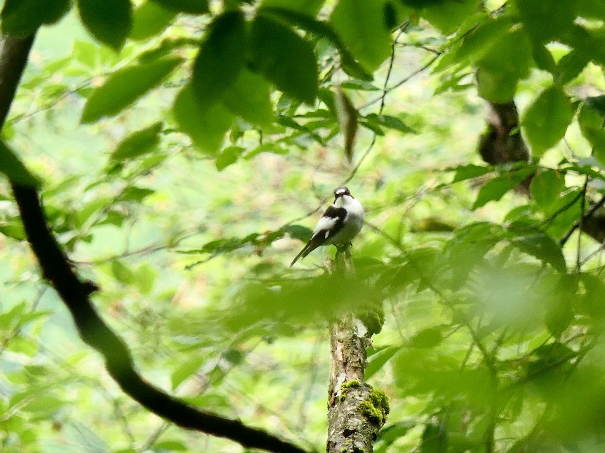 Semicollared Flycatcher - ML618503186