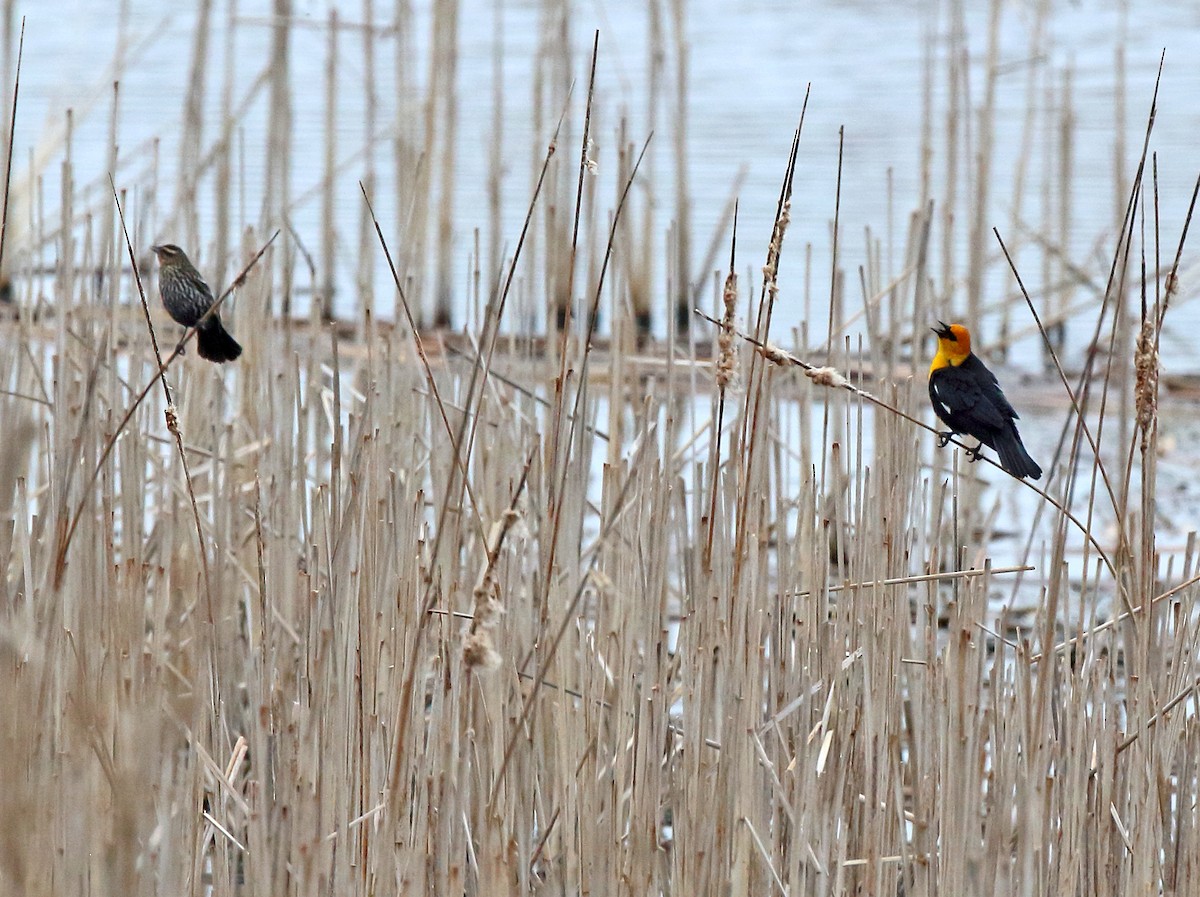 Yellow-headed Blackbird - ML618503197