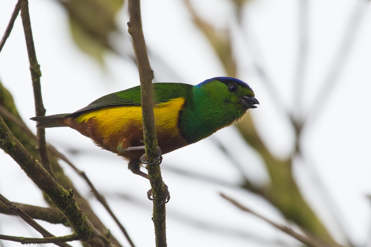 Chestnut-breasted Chlorophonia - Brian Healy