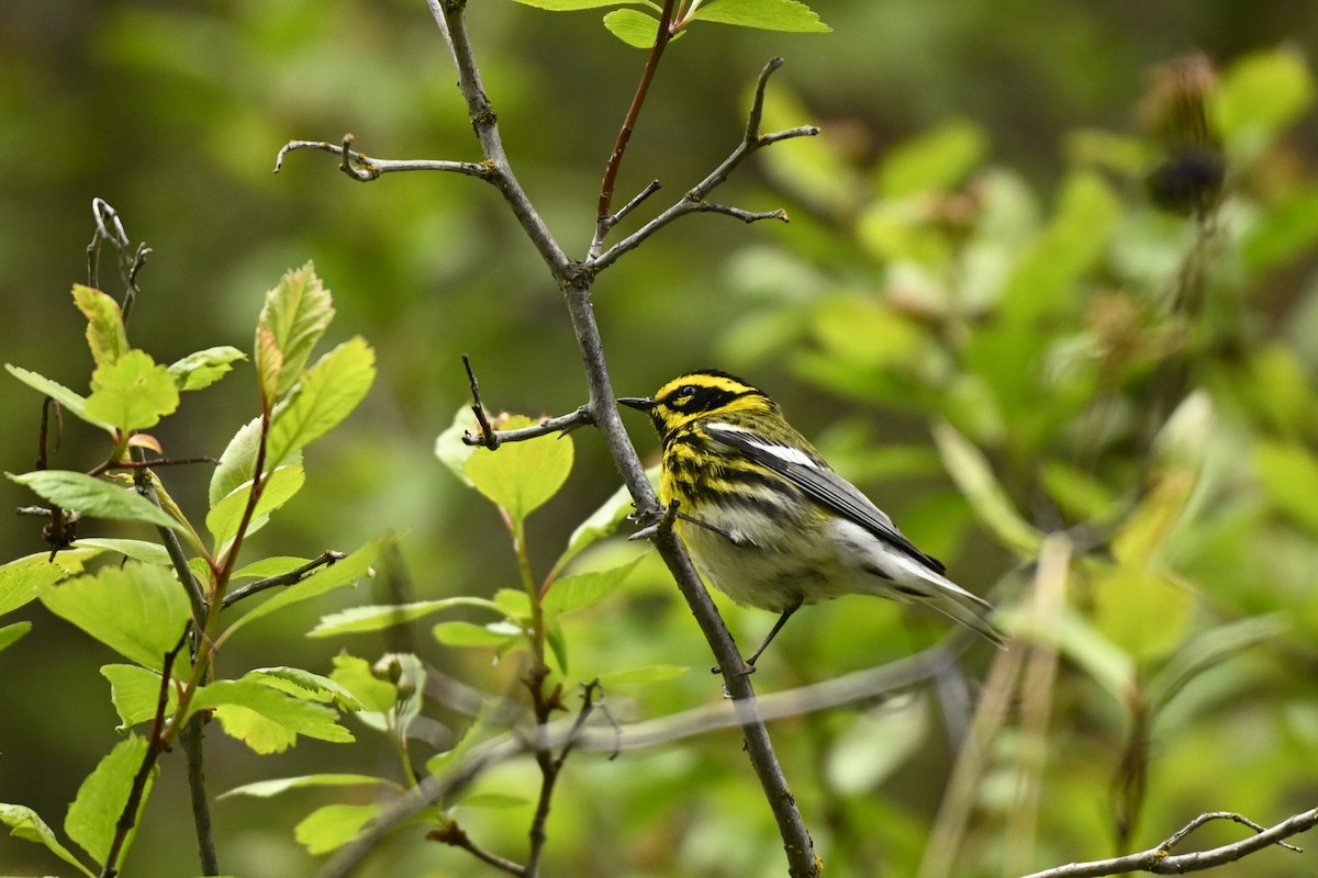 Townsend's Warbler - ML618503200