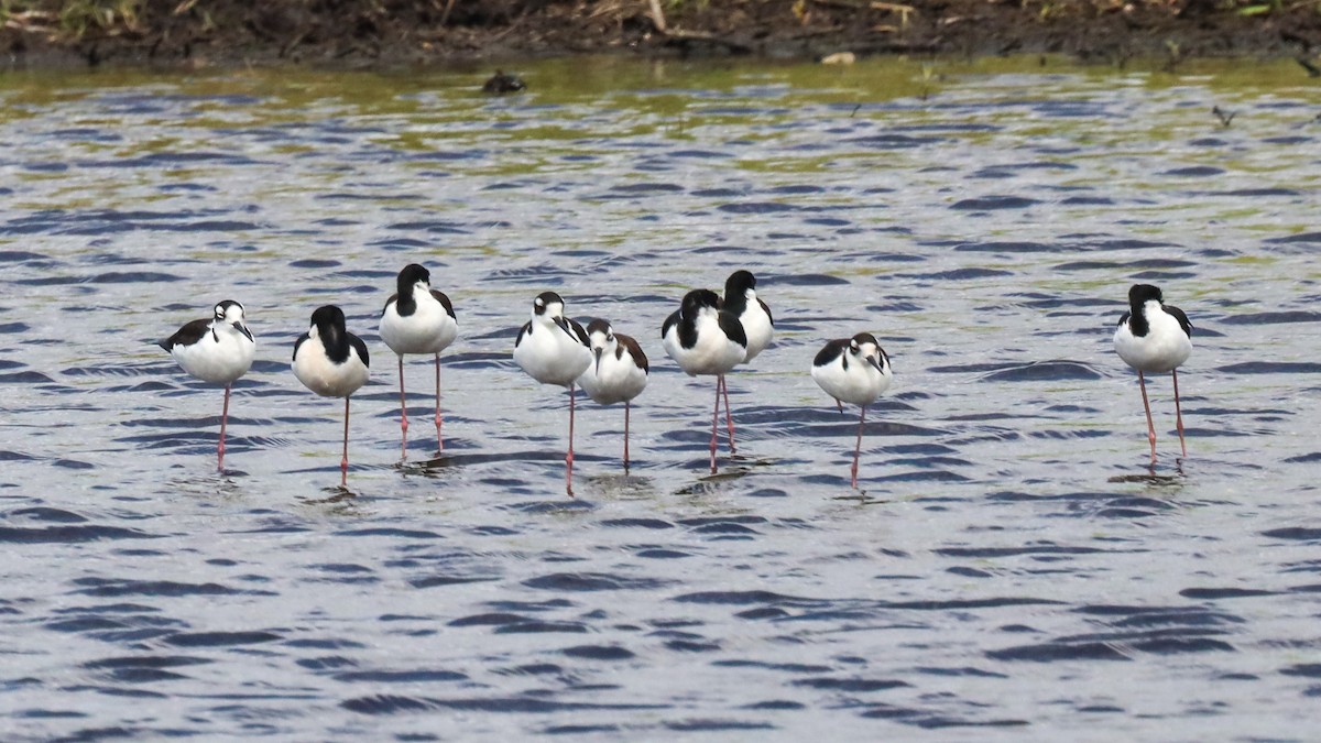 Black-necked Stilt - ML618503220