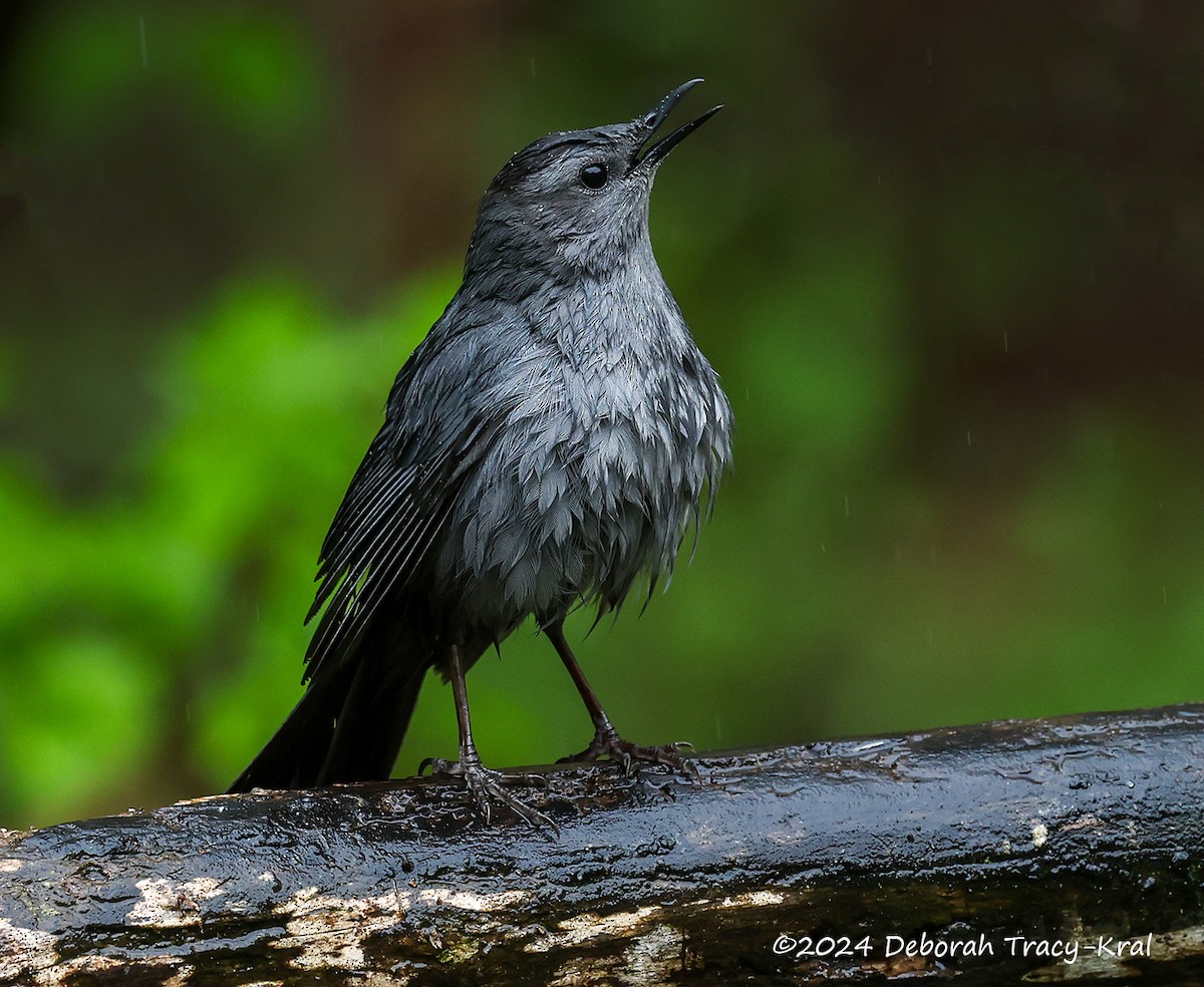 Gray Catbird - Deborah Kral