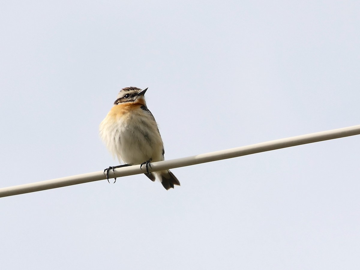 Whinchat - ML618503234