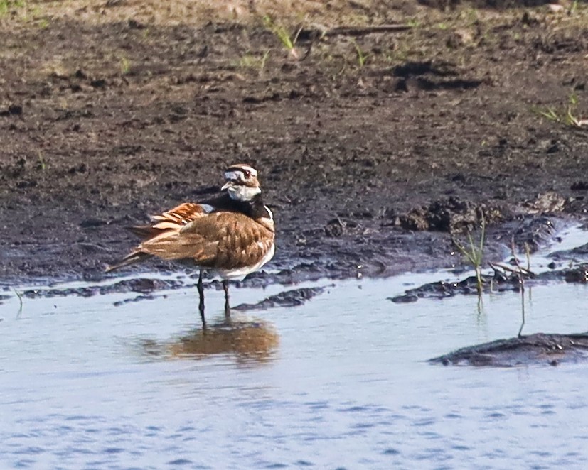 Killdeer - ML618503245