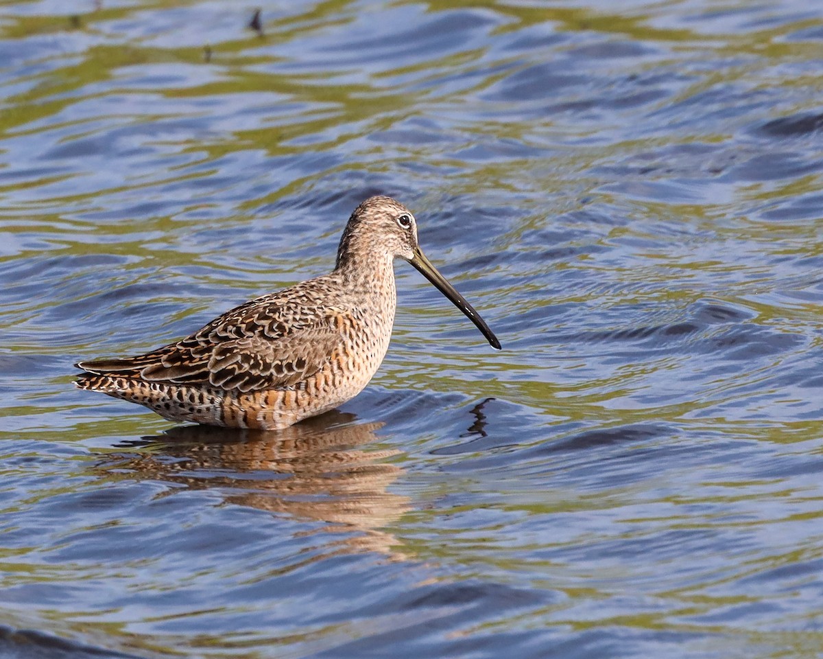 Long-billed Dowitcher - Eric Wolfe