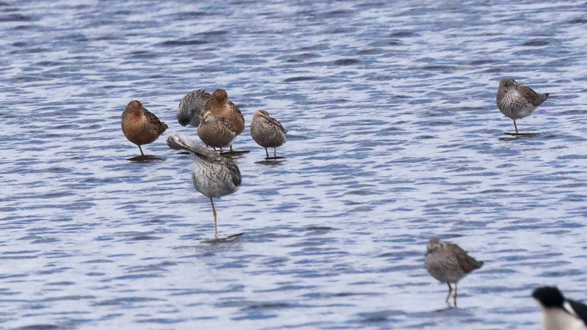 Greater Yellowlegs - ML618503273