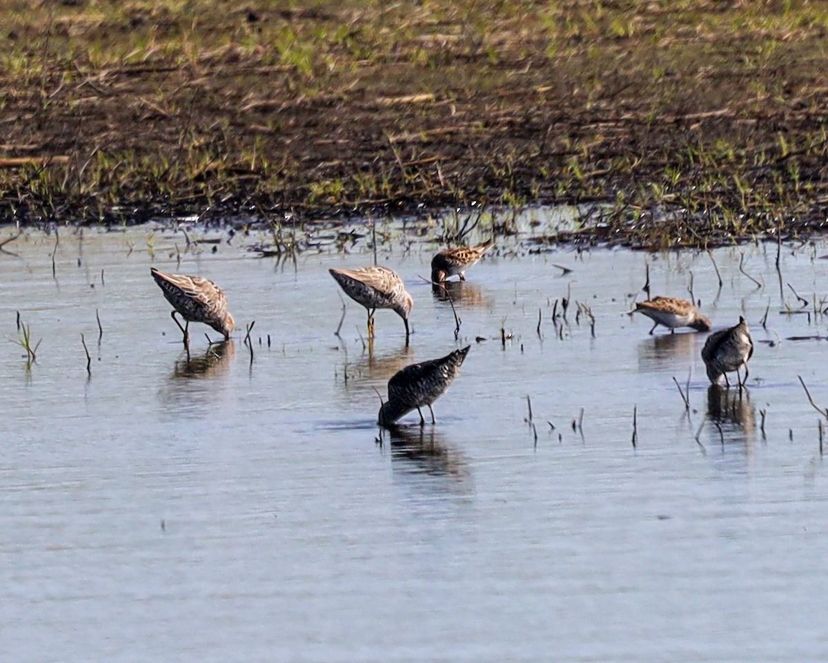 Stilt Sandpiper - ML618503293