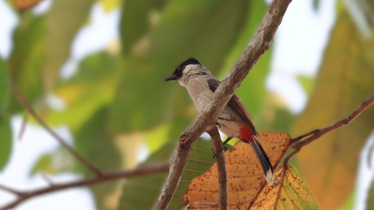 Bulbul cul-d'or - ML618503325