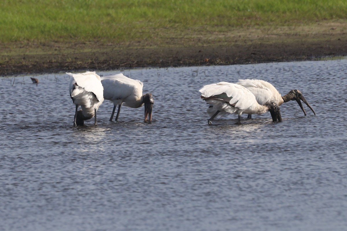 Wood Stork - ML618503330