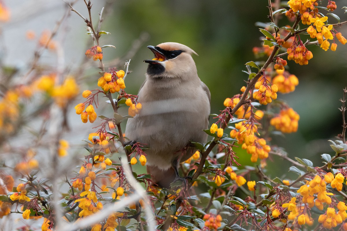 Bohemian Waxwing - Natasha Hadfield