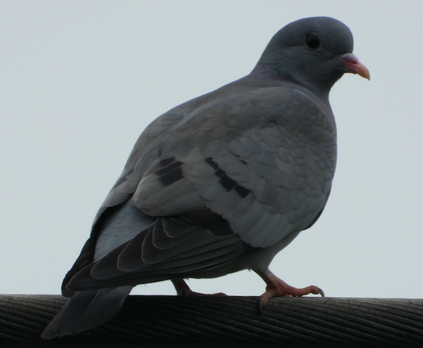 Stock Dove - ML618503358