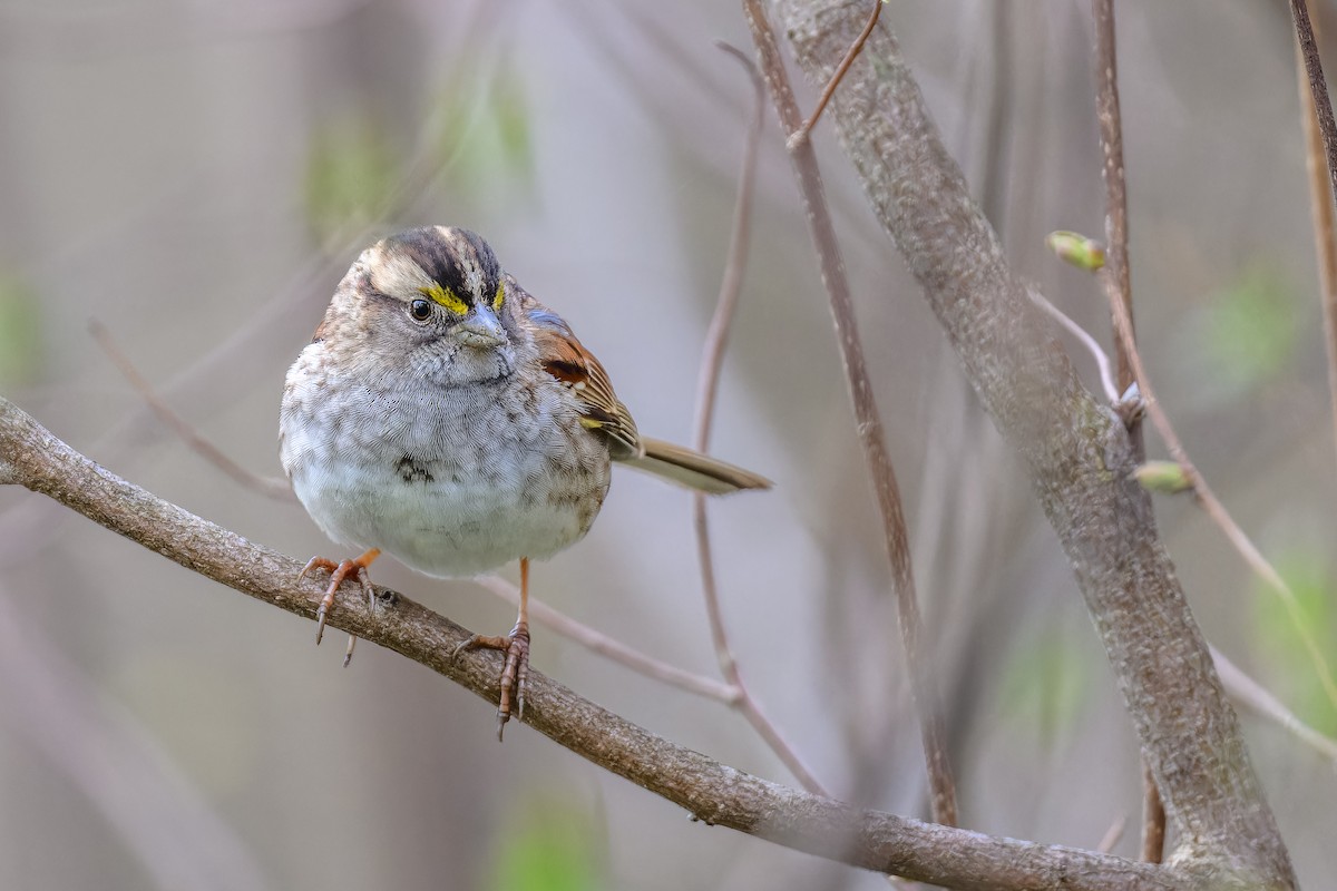 White-throated Sparrow - ML618503367