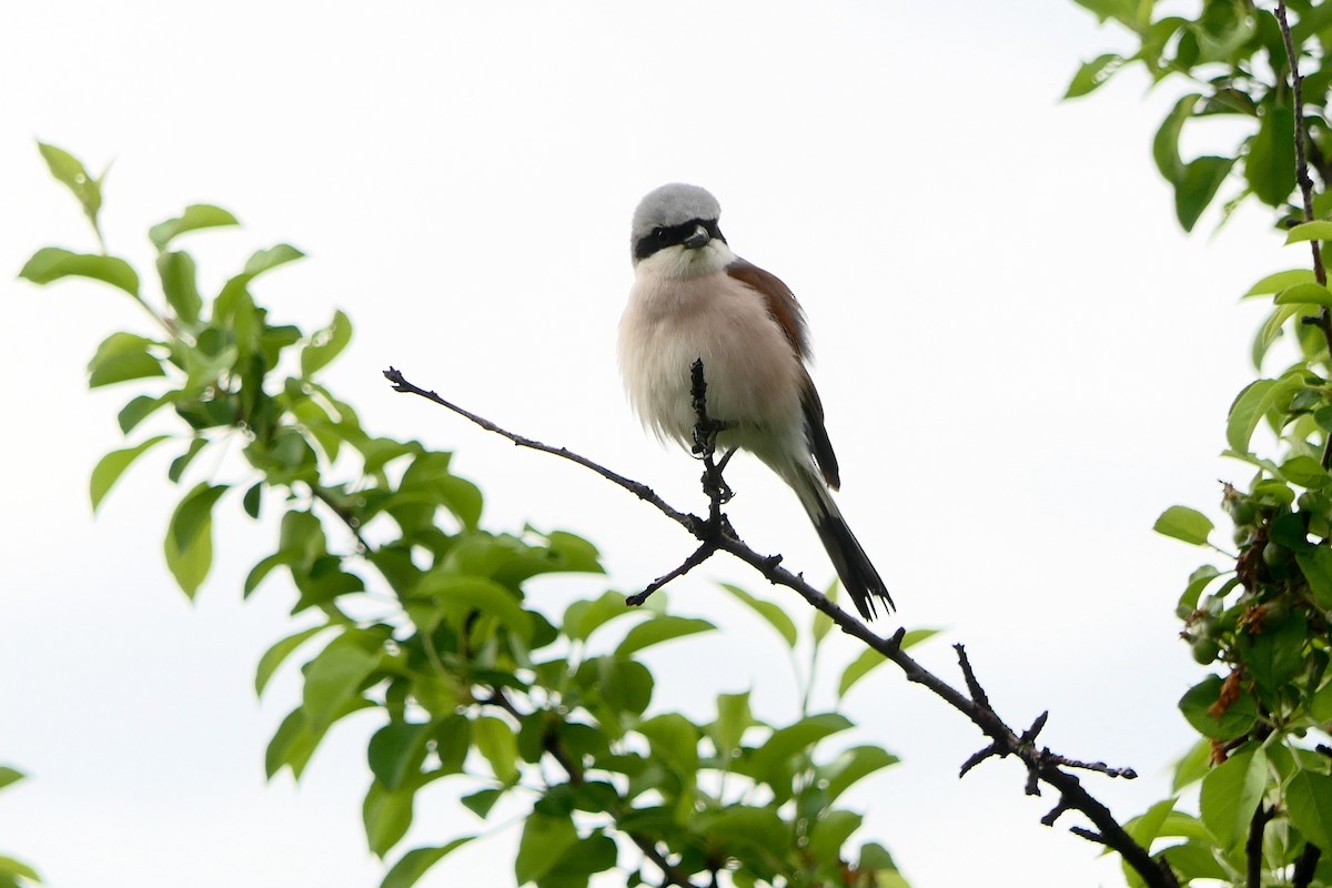 Red-backed Shrike - ML618503375