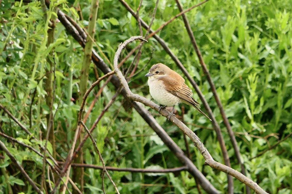 Red-backed Shrike - ML618503376