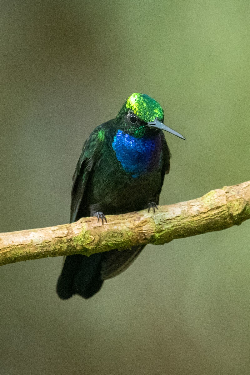 Colibrí del Napo - ML618503378