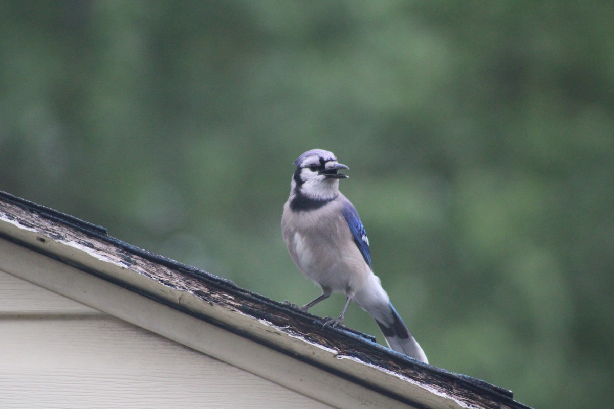 Blue Jay - ML618503397