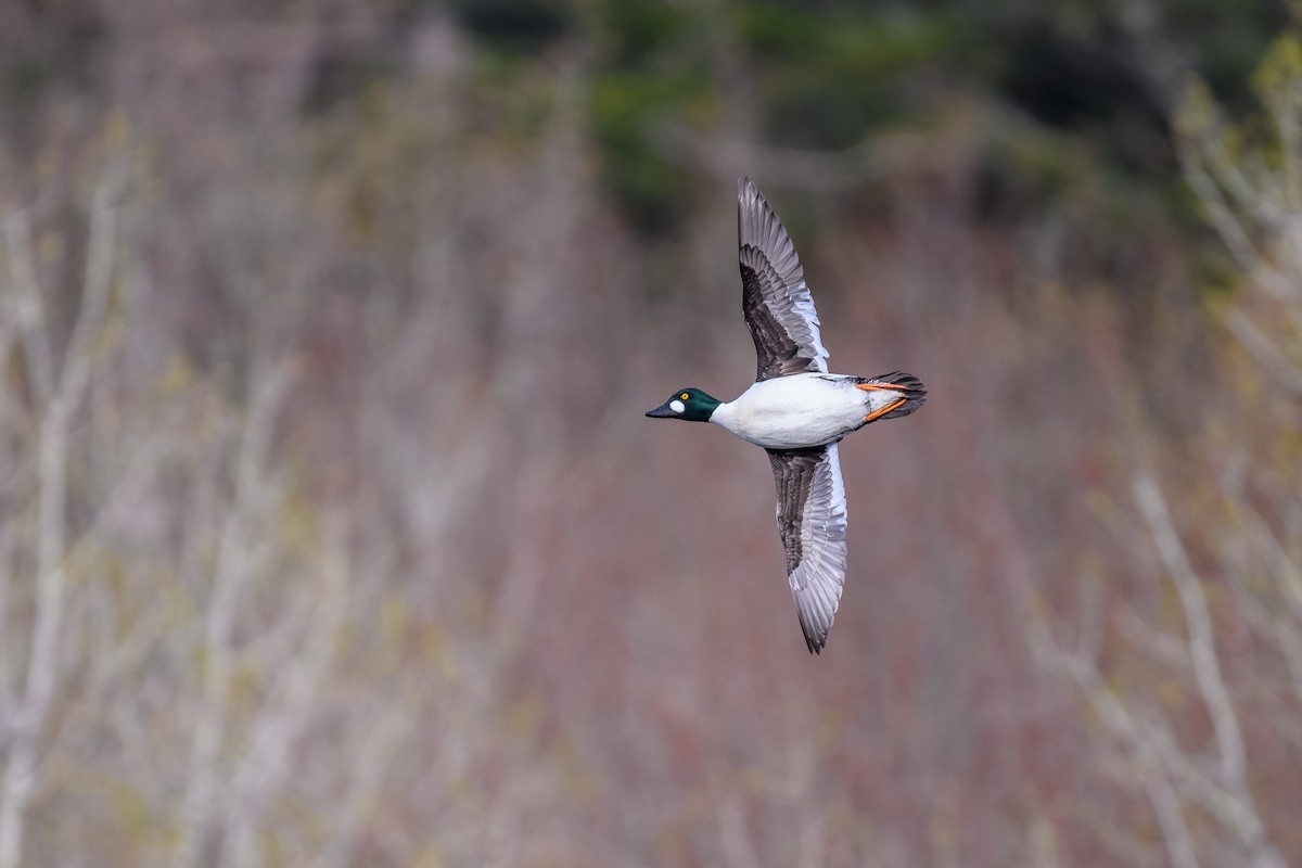 Common Goldeneye - ML618503400