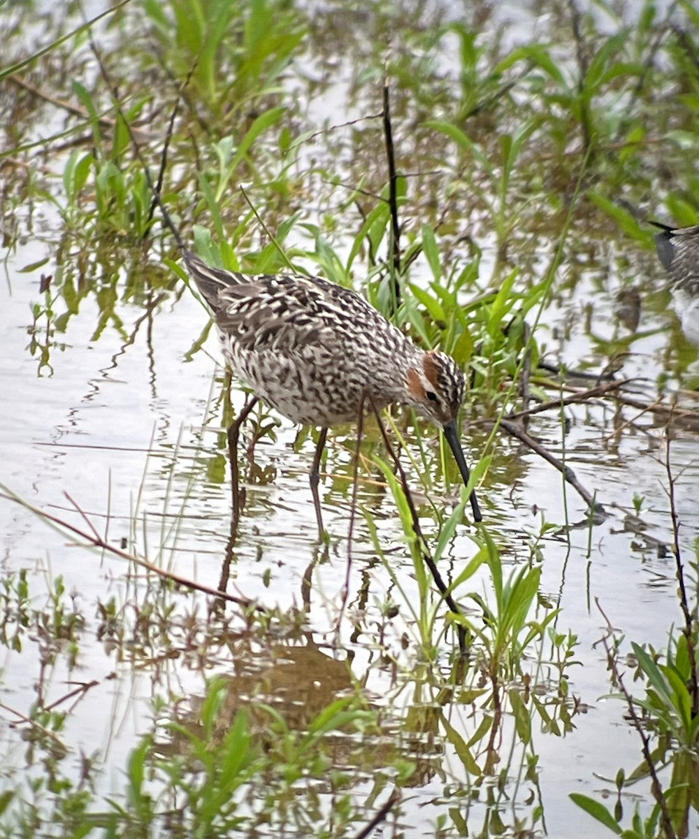 Stilt Sandpiper - Julia Plummer