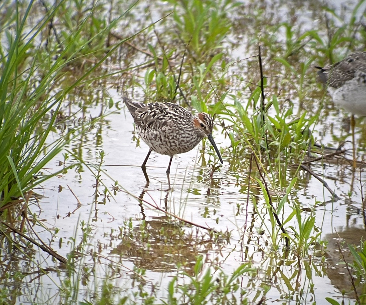 Stilt Sandpiper - Julia Plummer