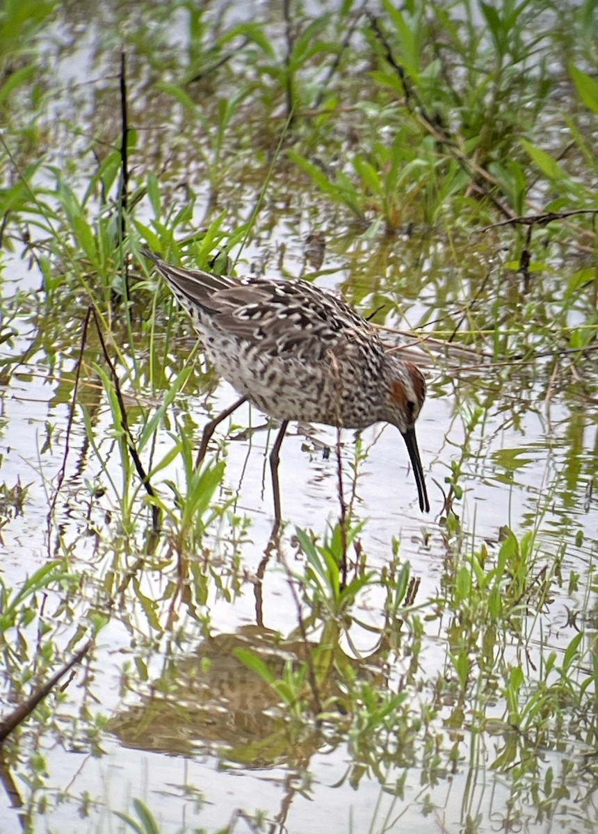 Stilt Sandpiper - Julia Plummer