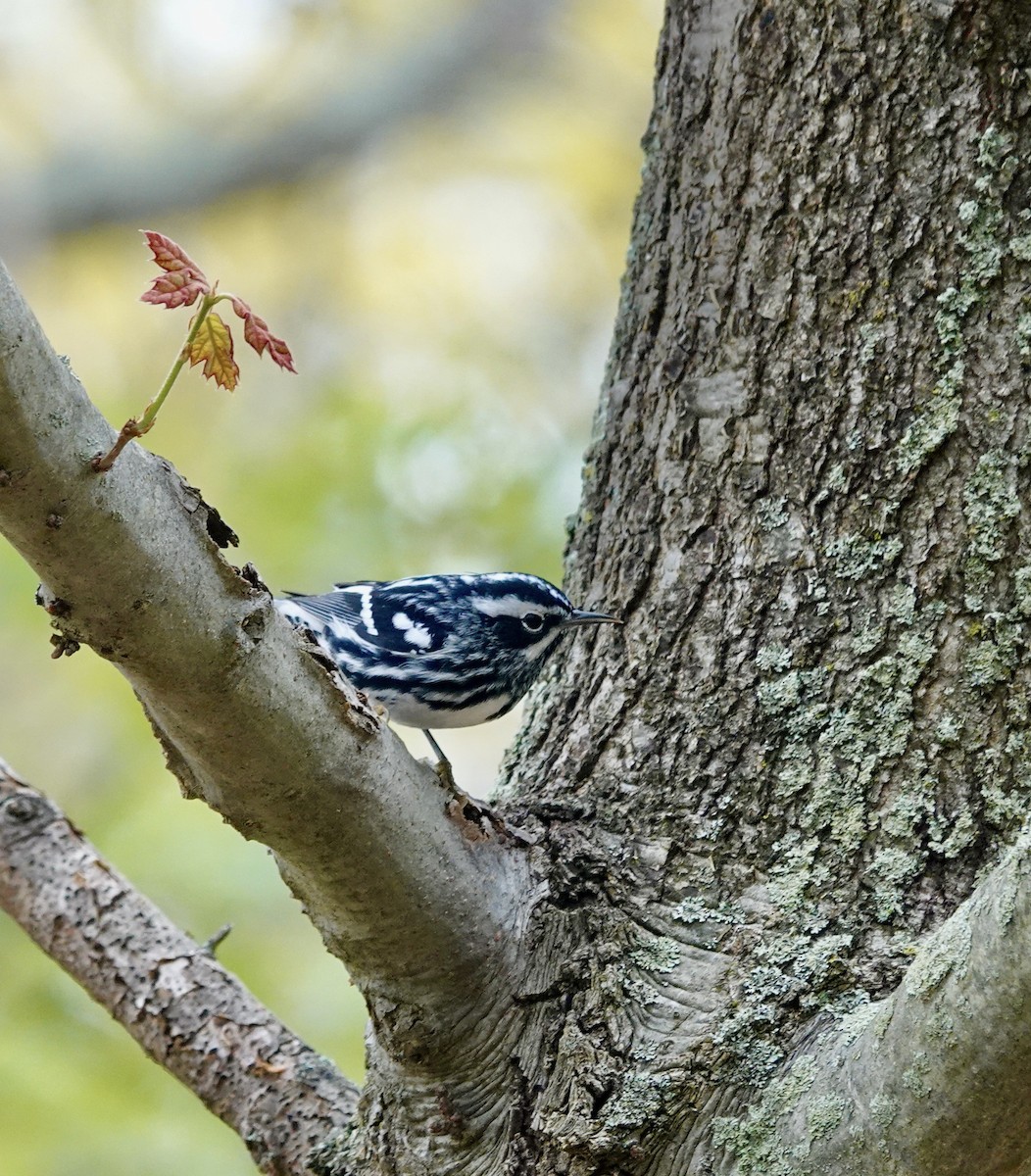 Black-and-white Warbler - Thomas Farawell