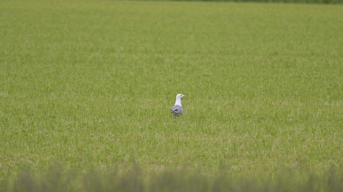 Yellow-legged Gull - ML618503425