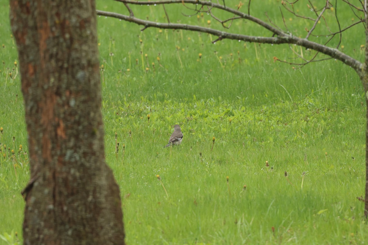 Northern Mockingbird - ML618503434