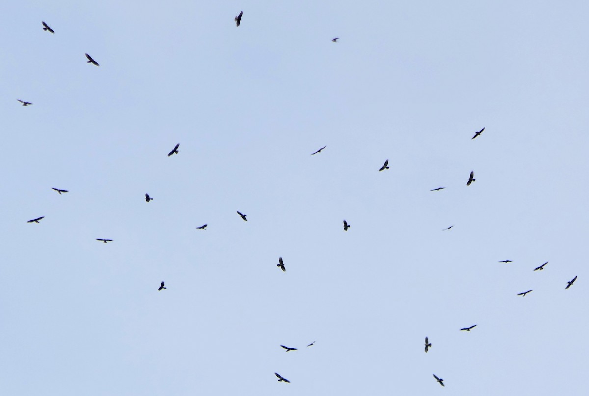 European Honey-buzzard - ML618503440