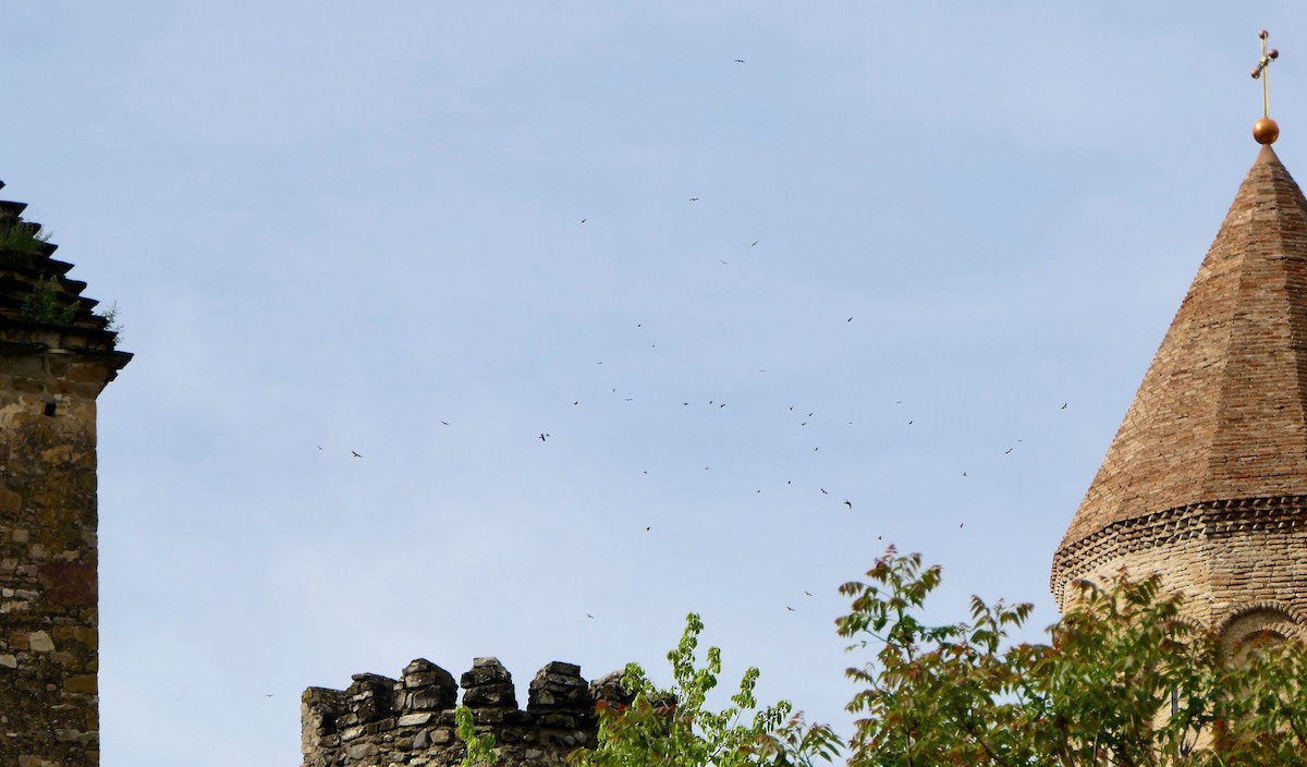 European Honey-buzzard - ML618503443