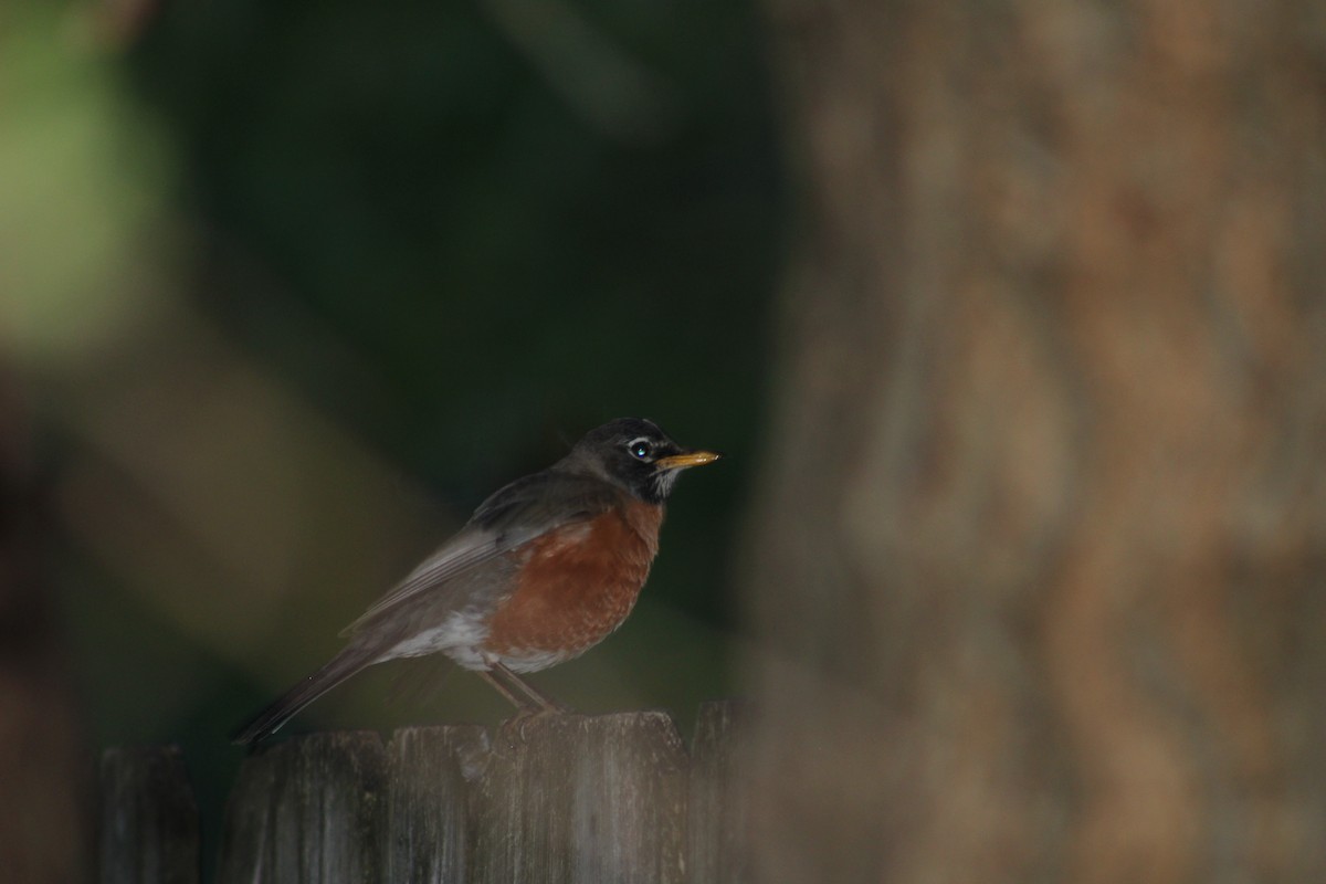 American Robin - ML618503444