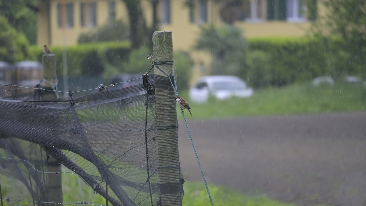 Italian Sparrow - Roberto Lupi