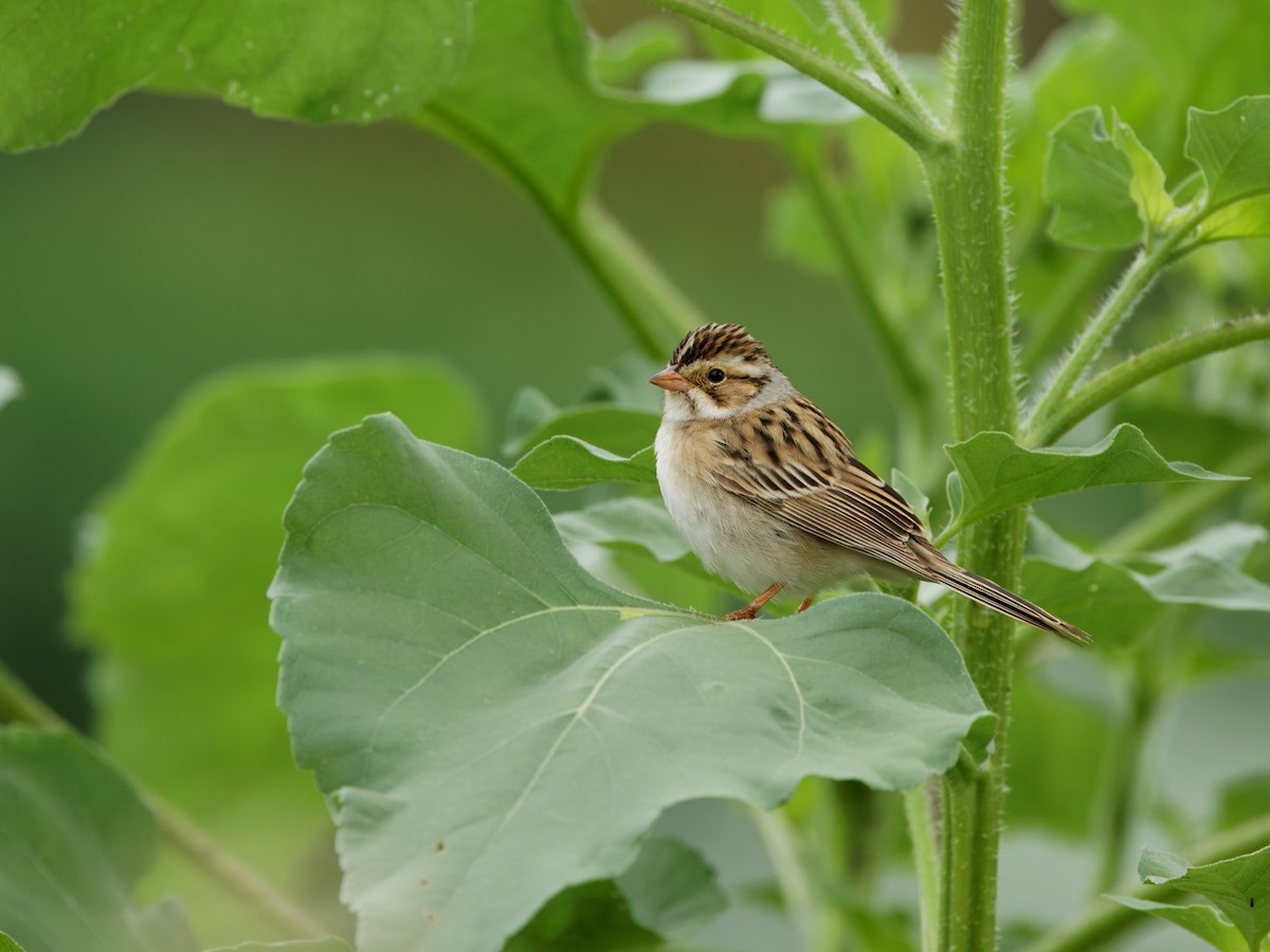 Clay-colored Sparrow - Dina Perry